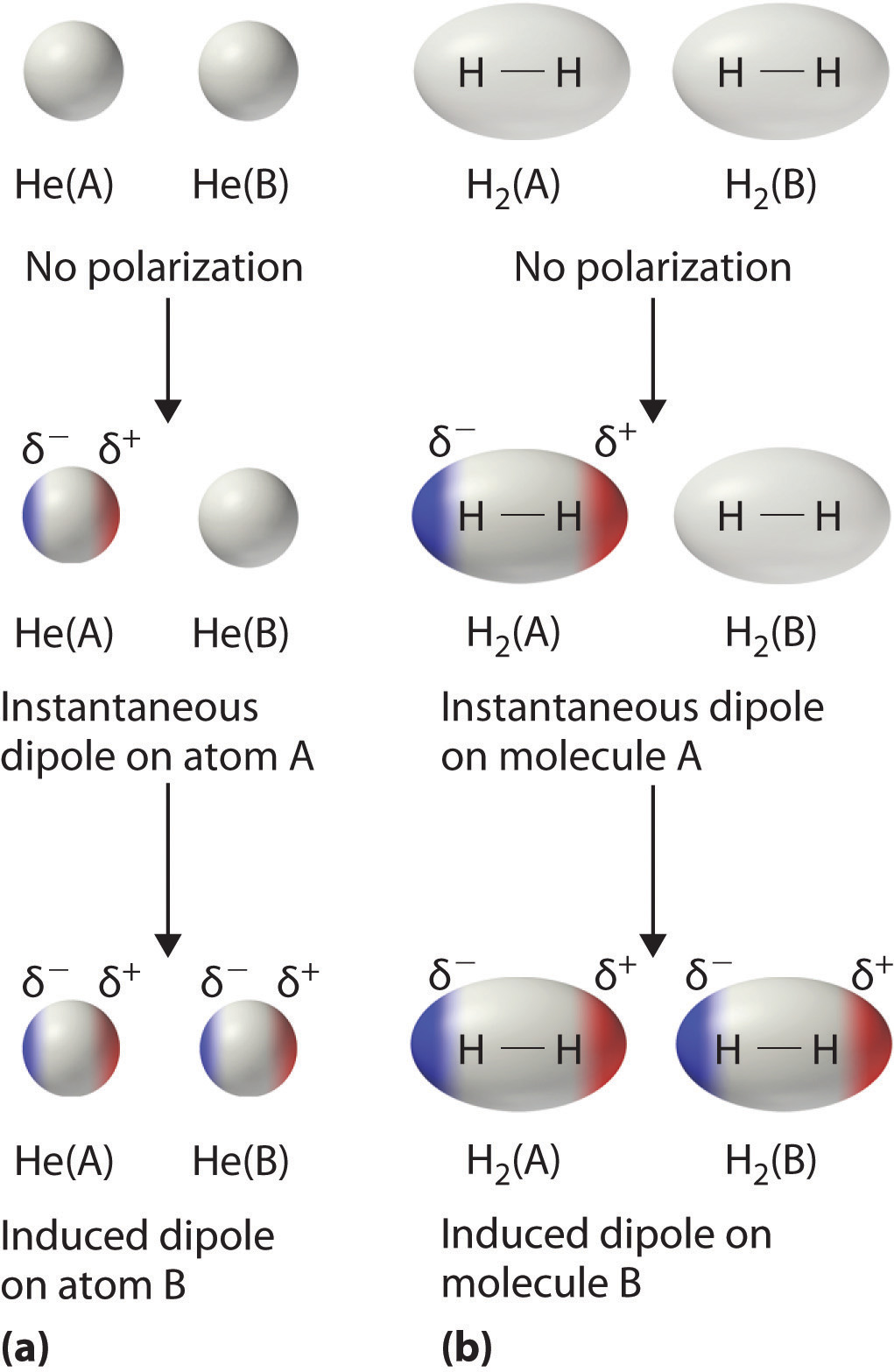 Van Der Waals London Dispersion Forces The Credible Hulk